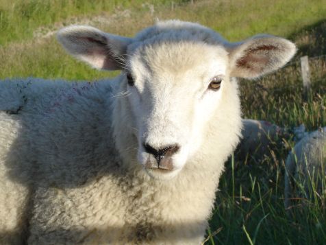 Tiere Schaf