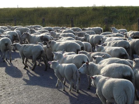 Tiere Schafherde