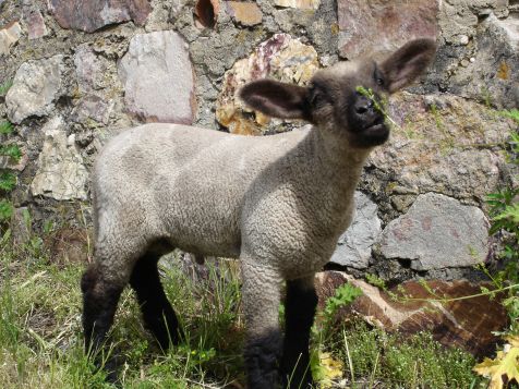 Lorch Lamm