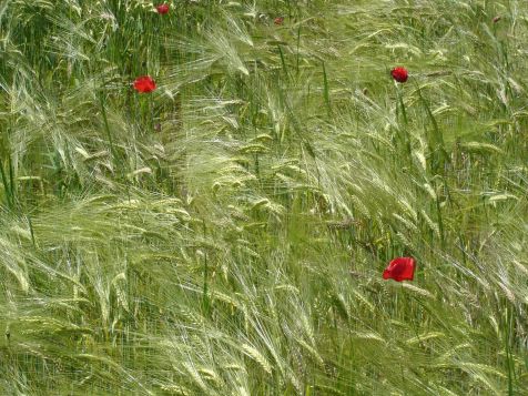 College Mohn