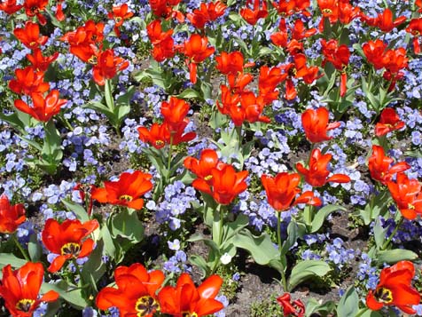 Stadtgarten Tulpen