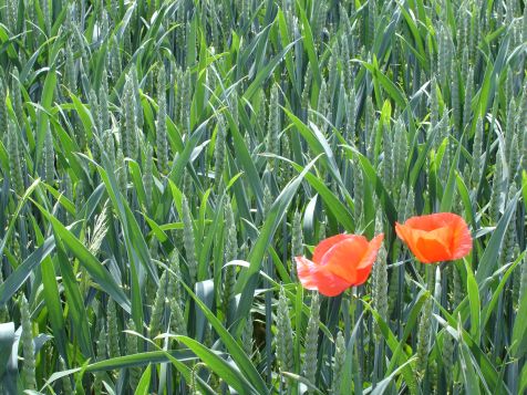 Ueberlingen Mohn