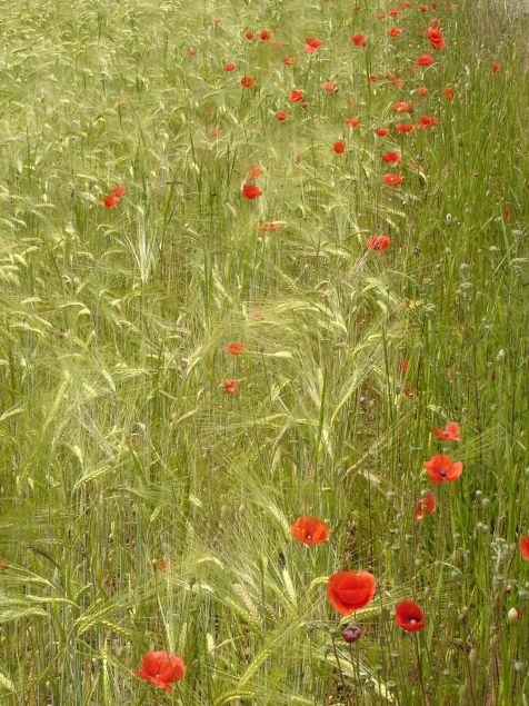 Ueberlingen Mohn
